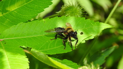 Laphria huron