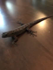 Sceloporus grammicus