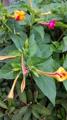Mirabilis jalapa