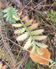 Argentina anserina