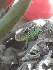 Lacerta agilis