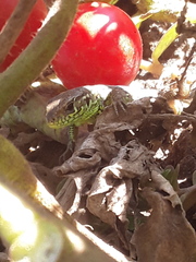 Lacerta agilis