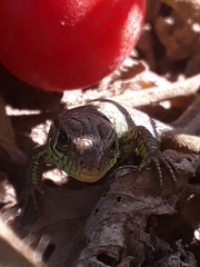 Lacerta agilis