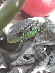 Lacerta agilis
