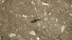Cephalocerodes