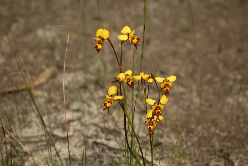 Diuris decrementum