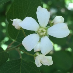 Amelanchier pallida