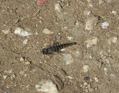 Cephalocerodes