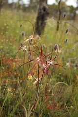 Caladenia polychroma