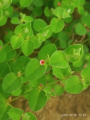 Indigofera cordifolia