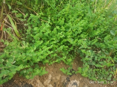 Indigofera cordifolia