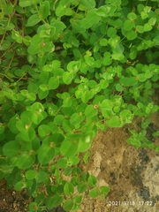 Indigofera cordifolia