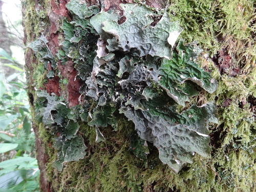 Lobaria