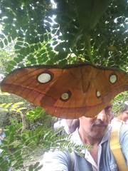 Antheraea paphia