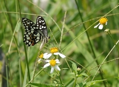 Papilio demoleus libanius