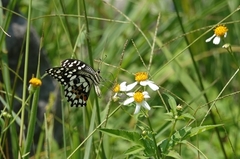 Papilio demoleus libanius