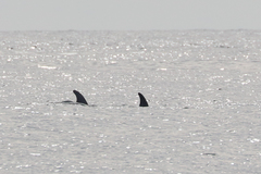Grampus griseus