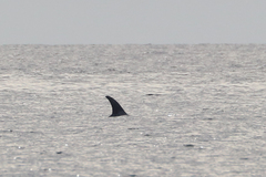 Grampus griseus
