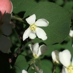 Amelanchier pallida