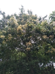 Terminalia paniculata