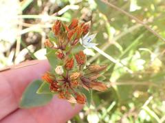 Crassula pellucida brachypetala