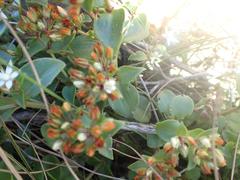 Crassula pellucida brachypetala
