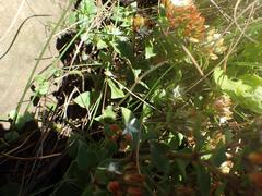 Crassula pellucida brachypetala