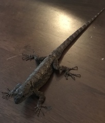 Sceloporus grammicus