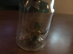 Sceloporus grammicus