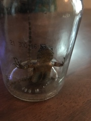 Sceloporus grammicus