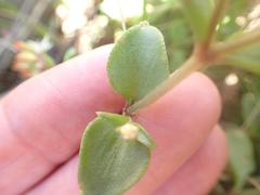 Crassula pellucida brachypetala