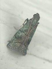 Cacotherapia flexilinealis