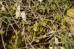 Phylloglossum drummondii