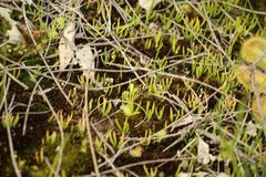 Phylloglossum drummondii