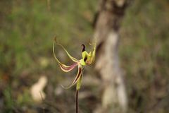 Caladenia integra