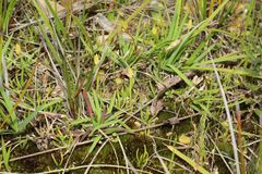 Phylloglossum drummondii