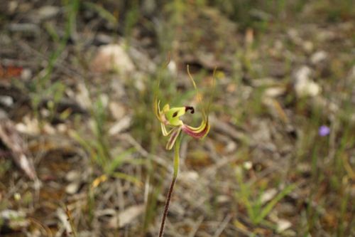 Image of Caladenia integra by (c) Em Lamond, some rights reserved (CC BY)