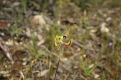 Caladenia integra