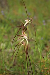 Caladenia polychroma
