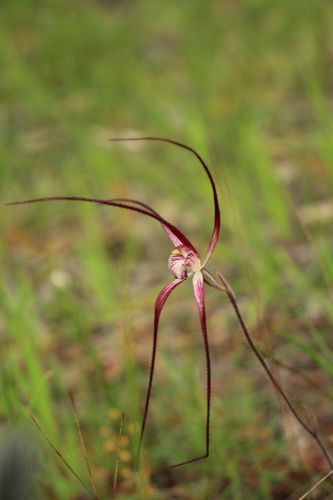 Image of Caladenia polychroma by (c) Em Lamond, some rights reserved (CC BY)