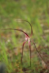 Caladenia polychroma