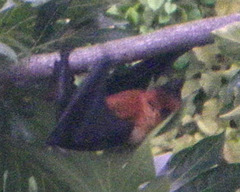 Pteropus seychellensis seychellensis