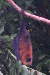 Pteropus seychellensis seychellensis
