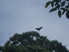 Pteropus seychellensis seychellensis