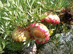 Protea namaquana