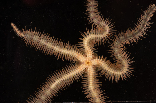 Common Brittle Star, photo 4 of 7