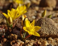 Ornithogalum rupestre