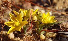 Ornithogalum rupestre