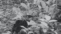 Cossypha niveicapilla