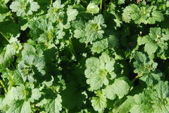 Lamium amplexicaule image